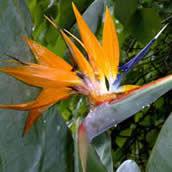 bird of paradise.jpg