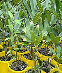 CARDBOARD CYCADS ZAMIA FURFURACEA 140MM .jpg