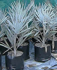 BISMARKIA NOBILIS 35LB $65.00 .jpg