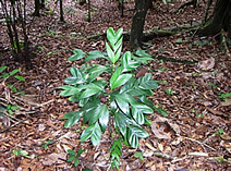 areca minuta habitat photo.jpg