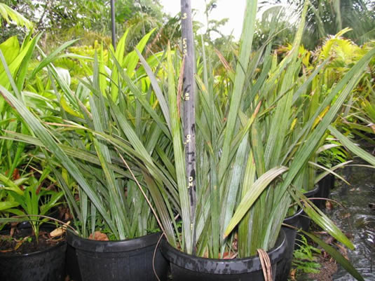cordyline appetiolata