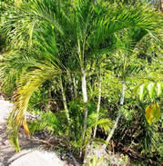 Dypsis albofarinifera.jpg