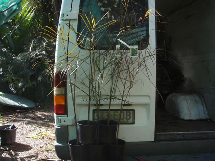 chamerops humils var cerifera .jpg