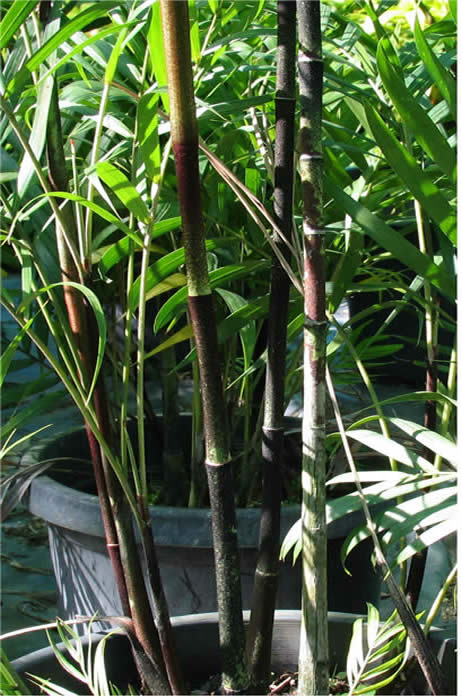 Potted Black Bamboo