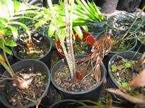 HELICONIA orthotricha pink imperialis.jpg