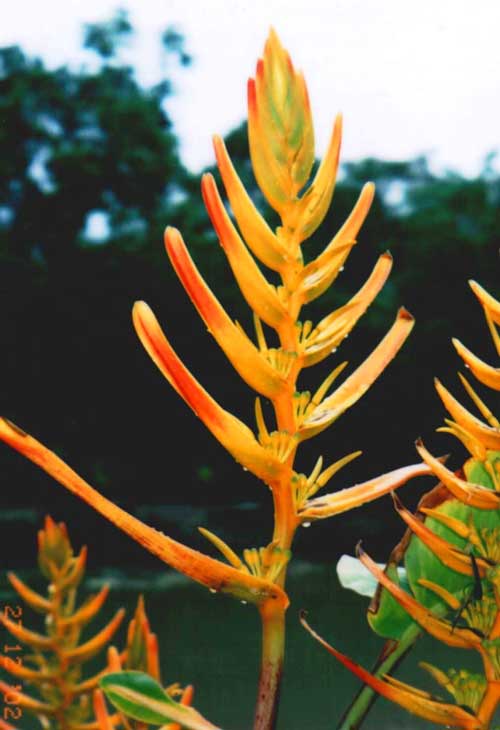 Heliconia lingulata � flat fan