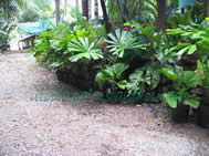 cordyline appetiolata