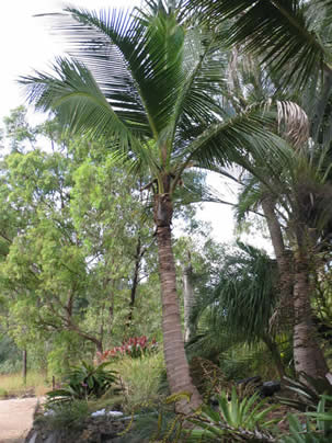 bird of paradise.jpg