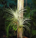 tillandsia.jpg