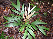 iguanura palmuncula habitat photo.jpg