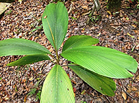 iguanura saneranum habitat photo.jpg
