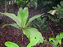 iguanura sp B-52 habitat photo.jpg