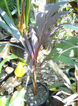 ARECA VESTIARIA RED FORM lipstick lookalike 200mm.pot.jpg