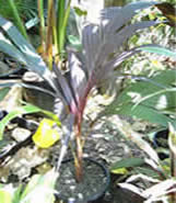 ARECA VESTIARIA RED FORM lipstick lookalike 200mm.pot.jpg