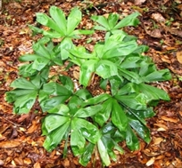 licuala mattanensis board leaf form