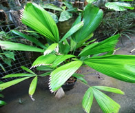 licuala cabolionii