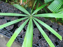 licuala parviflora