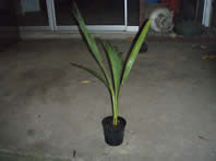 arenga microcarpa