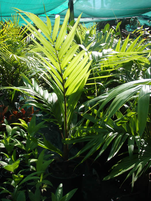 cordyline appetiolata