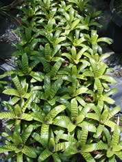 Zamia.muricata.175mm.pot.jpg