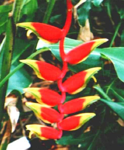Heliconia rostrata � parrots beak