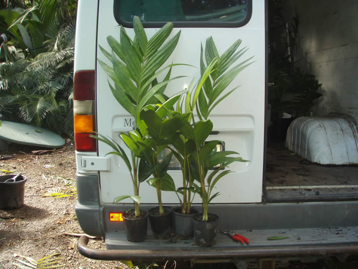Dypsis albofarinifera.jpg