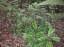 pinanga sp lotto habitat photo.jpg