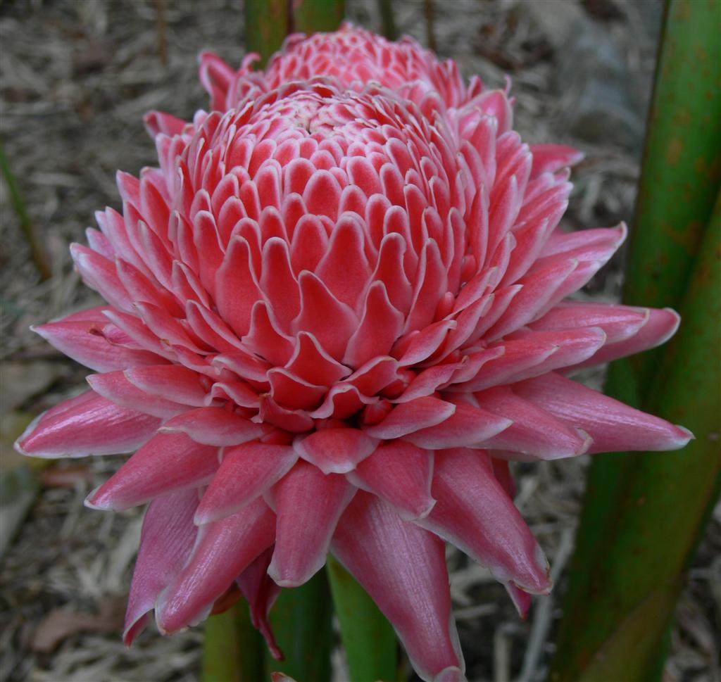 Torch Ginger Flower (Etlinger Elatior)