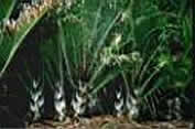 DYPSIS DECARYII  [IN GROUND STOCK].jpg