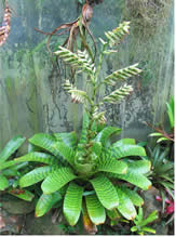 Zamia.muricata.175mm.pot.jpg