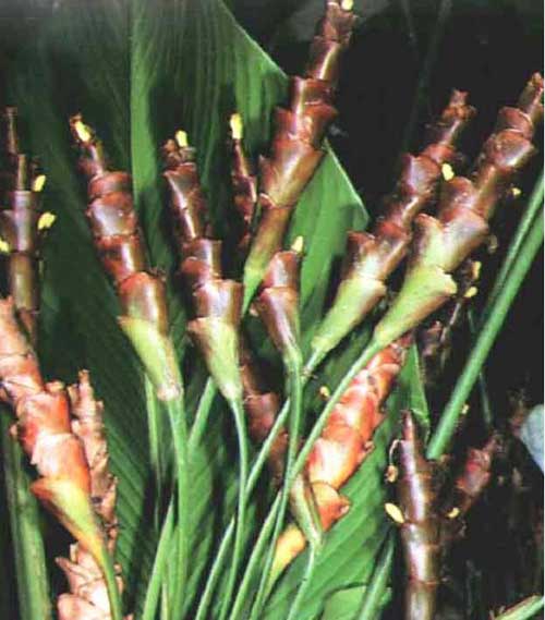 Calathea lutea � cuban cigar
