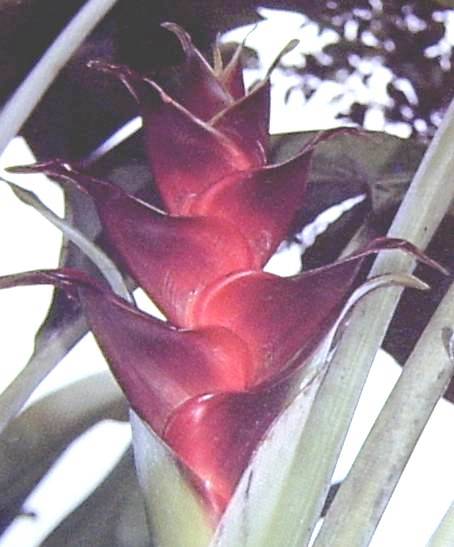 Heliconia Caribea - black