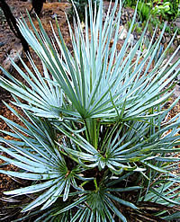 chamerops humils var cerifera .jpg
