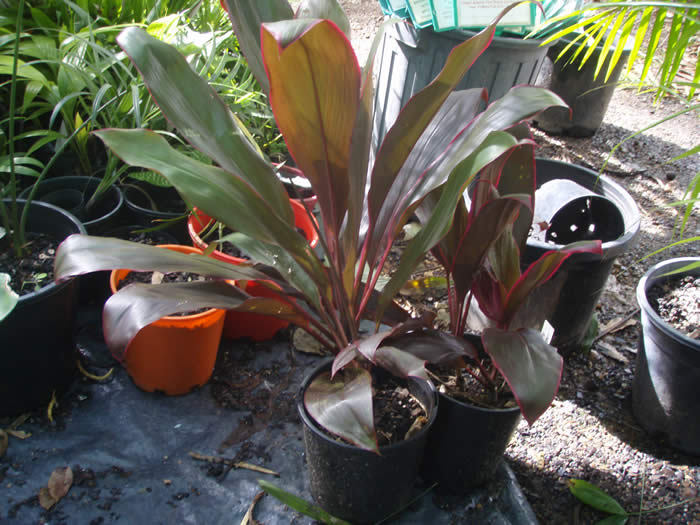 caryota gigas.jpg