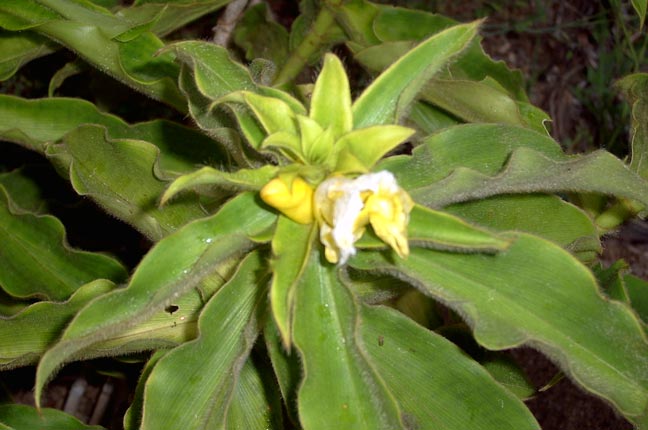 costus rubra