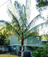 Dypsis lastelliana.jpg