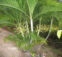 dypsis albafarinosa