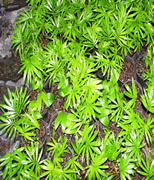 Wodyetia.bifurcata.175mm.pot..jpg