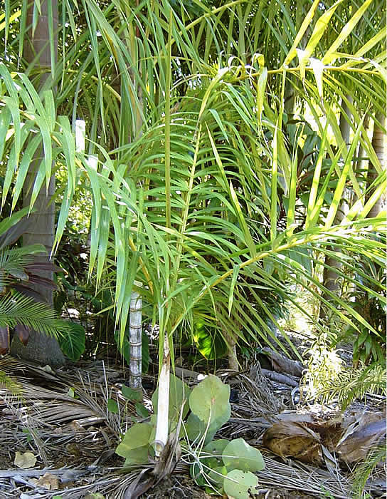 Dypsis laffa.jpg