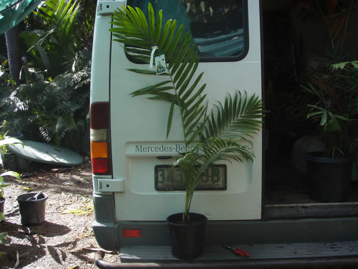 Dypsis laffa.jpg