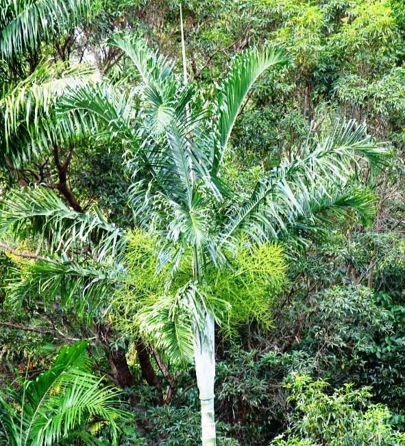 dypsis pembanus