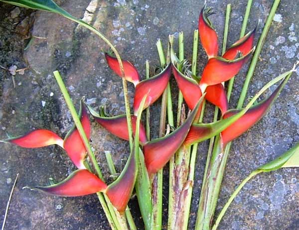 Heliconia orthotricha � edge of nite