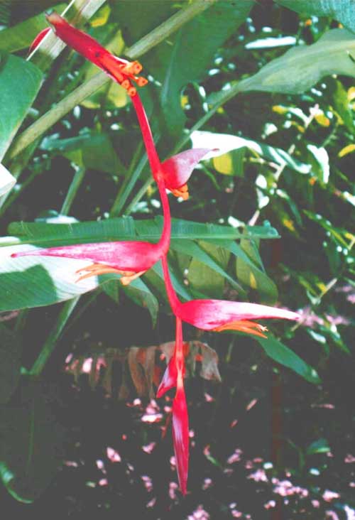 Heliconia collinsiana  collinsiana