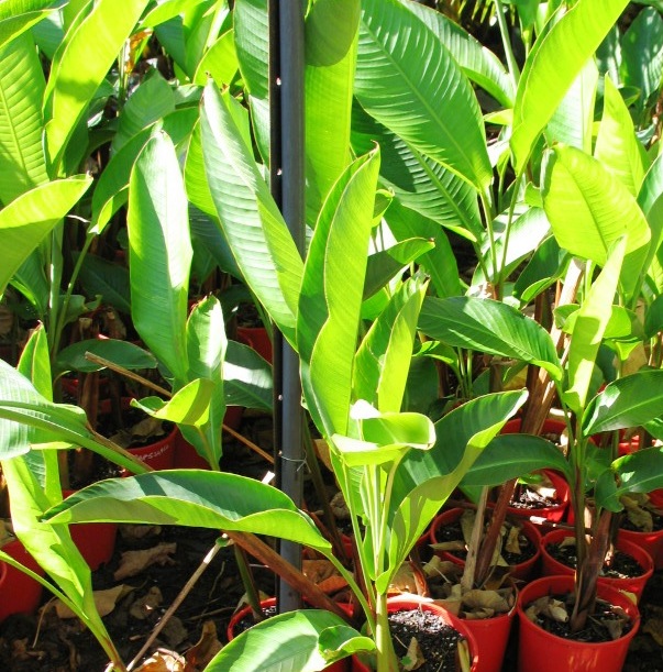 heliconia papsiana.jpg