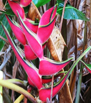 HELICONIA orthotricha pink imperialis.jpg