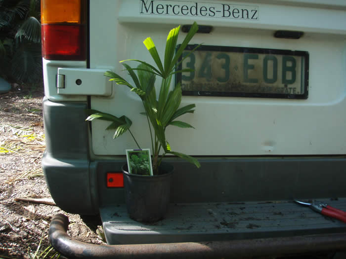 Dypsis lastelliana.jpg