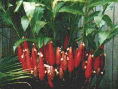 Zingiber ottonensis � maroon ginger