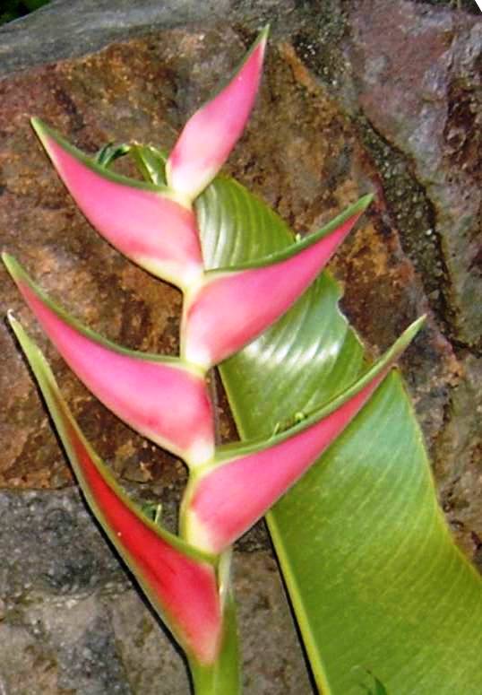 Heliconia orthotricha�-�PINK EDEN