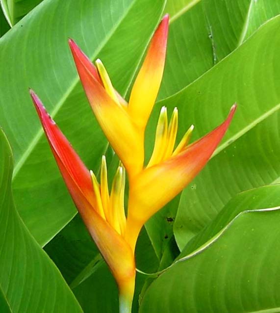 Heliconia psittacorum X tropiflora