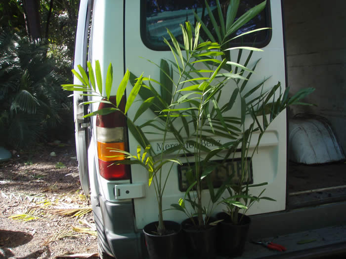 Dypsis leptiocheilos.jpg